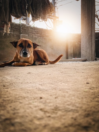 Lying on the floor of the dog
